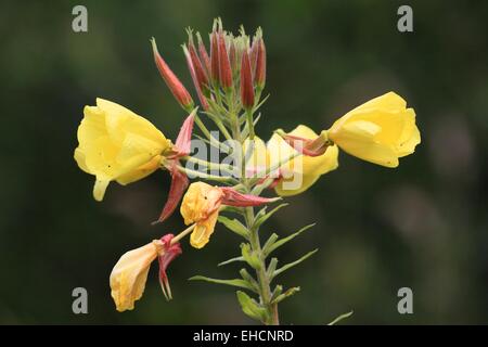 L'ONAGRE Oenothera biennis, Banque D'Images