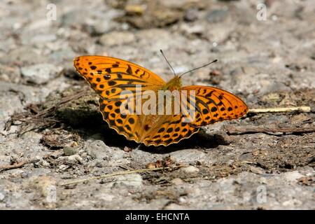 Silver-lavé fritillary Argynnis paphia, Banque D'Images