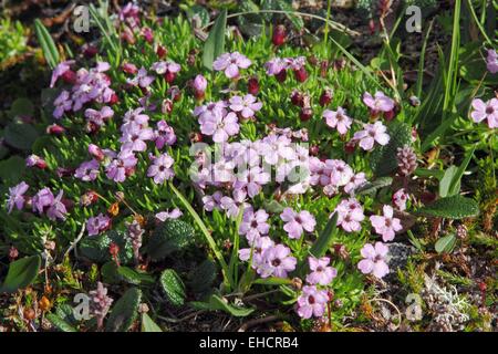 Lot Stengel, campion Silene acaulis Banque D'Images