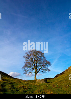 Lone Tree à Sycamore Gap près de Steel Rigg sur mur d'Hadrien, un ancien mur romain dans le Northumberland North East England UK Banque D'Images