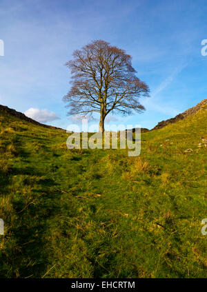 Lone Tree à Sycamore Gap près de Steel Rigg sur mur d'Hadrien, un ancien mur romain dans le Northumberland North East England UK Banque D'Images