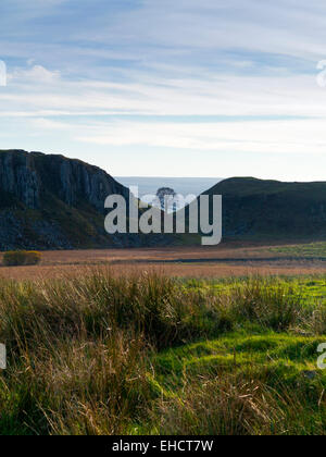 Lone Tree à Sycamore Gap près de Steel Rigg sur mur d'Hadrien, un ancien mur romain dans le Northumberland North East England UK Banque D'Images