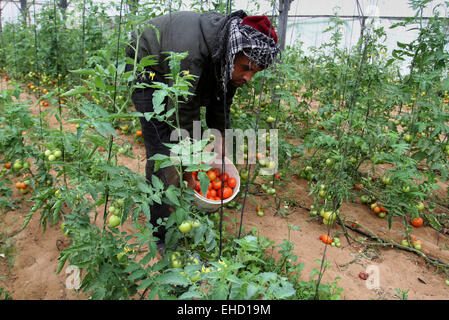 Rafah, bande de Gaza, territoire palestinien. 12Th Mar, 2015. Un ouvrier palestinien picks tomates sur une ferme à Rafah dans le sud de la bande de Gaza le 12 mars 2015. Israël a importé ses premiers fruits et légumes de la bande de Gaza en près de huit ans le jeudi, dans un assouplissement partiel d'un blocus économique maintenu depuis le groupe islamiste du Hamas a pris le contrôle du territoire palestinien. Vingt-sept tonnes de tomates et de 5 tonnes d'aubergines ont été transportés à travers la frontière dans le cadre d'un projet israélien de rapporter autour de 1 200 tonnes de produits par mois. Banque D'Images