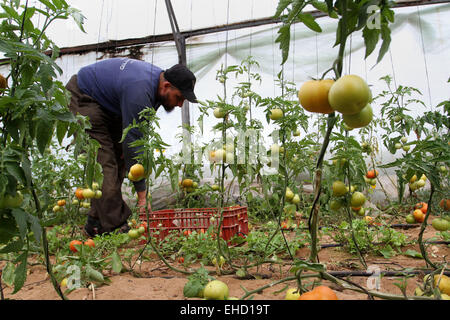 Rafah, bande de Gaza, territoire palestinien. 12Th Mar, 2015. Un ouvrier palestinien picks tomates sur une ferme à Rafah dans le sud de la bande de Gaza le 12 mars 2015. Israël a importé ses premiers fruits et légumes de la bande de Gaza en près de huit ans le jeudi, dans un assouplissement partiel d'un blocus économique maintenu depuis le groupe islamiste du Hamas a pris le contrôle du territoire palestinien. Vingt-sept tonnes de tomates et de 5 tonnes d'aubergines ont été transportés à travers la frontière dans le cadre d'un projet israélien de rapporter autour de 1 200 tonnes de produits par mois. Banque D'Images