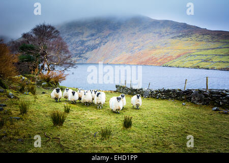 Lough Coomasaharn dans le comté de Kerry - une scène typique de montagne en Irlande avec des moutons, du lac et de la brume Banque D'Images