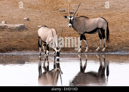 Ou Gemsbuck gemsbok (Oryx gazella) - Point d'eau Chudob- Etosha National Park - Namibie, Afrique Banque D'Images