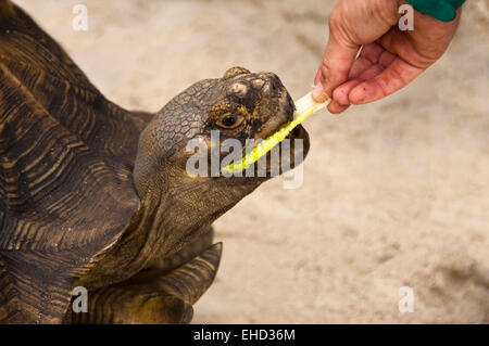 Close up horizontale d'une tortue sillonnée de manger une feuille de laitue. Banque D'Images