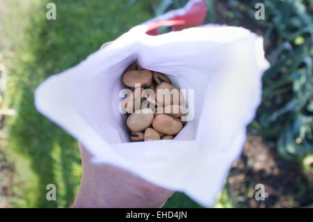 Un paquet de graines de soja prêtes à semer. Banque D'Images