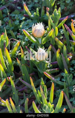 Floraison blanche plantes d'aloe vera Banque D'Images