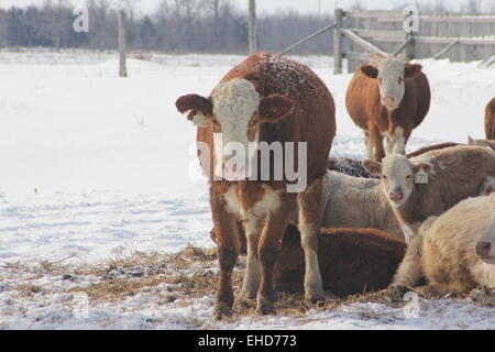 Vaches dans un couvert de neige feed- transfer yard sur une journée d'hiver, neige Banque D'Images