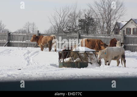 Vaches dans un couvert de neige feed- transfer yard sur une journée d'hiver, neige Banque D'Images