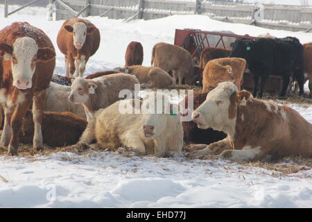 Vaches dans un couvert de neige feed- transfer yard sur une journée d'hiver, neige Banque D'Images