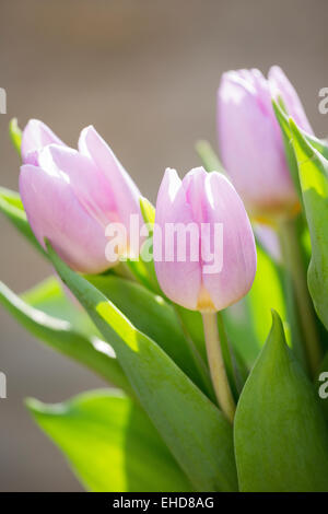 Tulipe rose en soleil Banque D'Images
