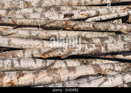 Pile de grumes de bouleau background Banque D'Images