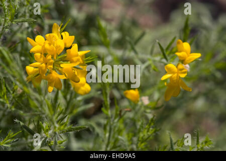 Spanischer Ginster - Genista Hispanica Banque D'Images