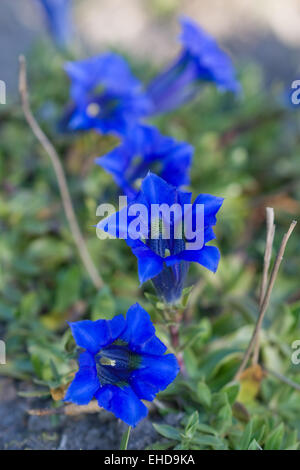 Kochscher Jandlbauer - Gentiana acaulis Banque D'Images