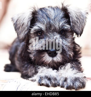 Minischnauzer chiot gisant sur le canapé Banque D'Images