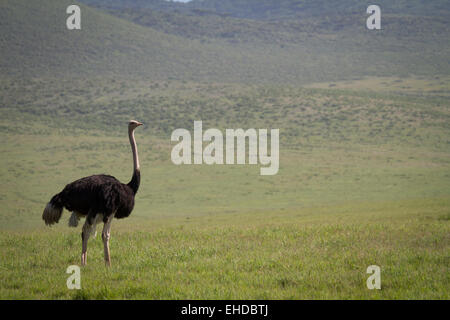 Les Mâles (autruche Struthio camelus) dans le cratère Ngorogoro. Banque D'Images