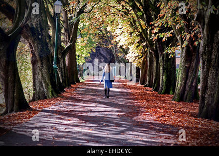 Robe bleue dans les lignes d'arbres Banque D'Images