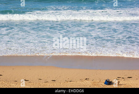 Homme assis sur Porthmeor Beach avec un Border Terrier dog St Ives Cornwall England Europe Banque D'Images