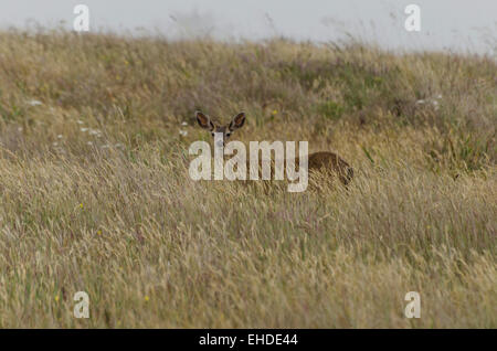 Un jeune mâle Cerf mulet (Odocoileus hemionus) au Point Cabrillo Light Station State Historic Park, côte nord de la Californie Banque D'Images