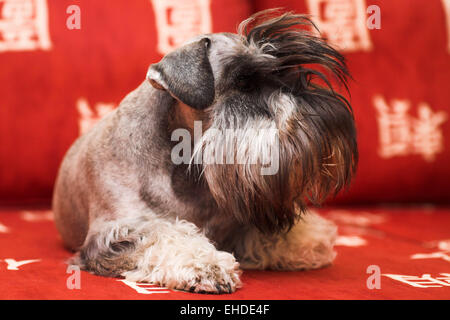 Minischnauzer chien portant sur canapé rouge Banque D'Images