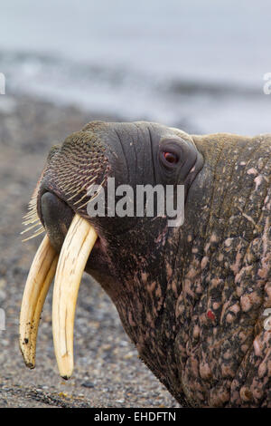 Le morse (Odobenus rosmarus) close up de bull avec de grandes défenses en appui sur la plage Banque D'Images