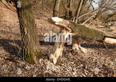 Endommagé près de Beaver, Sandkrug Schnakenbek, Schleswig-Holstein, Allemagne Banque D'Images