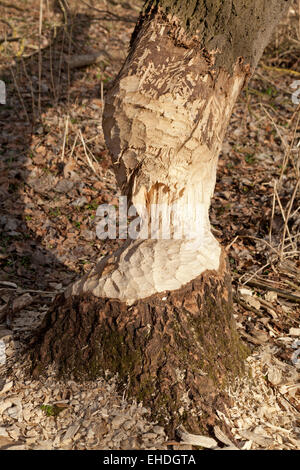 Endommagé près de Beaver, Sandkrug Schnakenbek, Schleswig-Holstein, Allemagne Banque D'Images