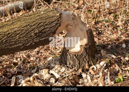 Endommagé près de Beaver, Sandkrug Schnakenbek, Schleswig-Holstein, Allemagne Banque D'Images