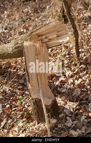 Endommagé près de Beaver, Sandkrug Schnakenbek, Schleswig-Holstein, Allemagne Banque D'Images