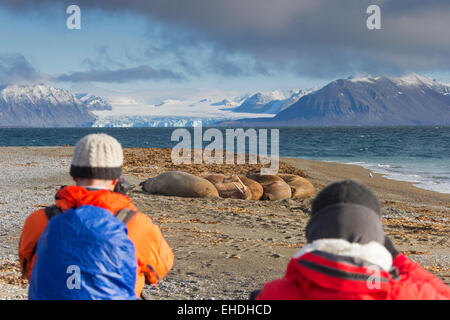 Deux touristes de photographier un groupe de morses (Odobenus rosmarus) sur la plage le long de la côte de l'océan Arctique, Svalbard, Norvège Banque D'Images