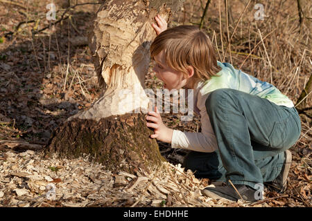 Jeune garçon faisant semblant de mordre dans un arbre endommagé par un castor près de Sandkrug, Schnakenbek, Schleswig-Holstein, Allemagne Banque D'Images