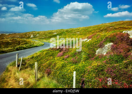 Route et clôture avec des fleurs sauvages. Sky Loop Road. Clifden, Irlande Banque D'Images