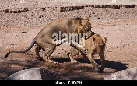 Les lions d'accouplement dans une rivière à sec, Banque D'Images