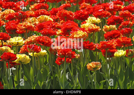 Tulipes mixtes en Hollande, Pays-Bas Banque D'Images