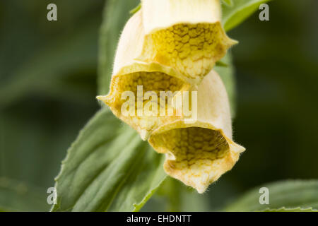 Gelber Fingerhut - Digitalis lutea Banque D'Images