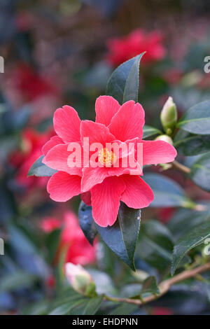 Camellia 'Freedom Bell' fleur. Banque D'Images