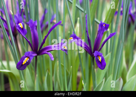 Iris reticulata 'harmonie' fleurs. Banque D'Images