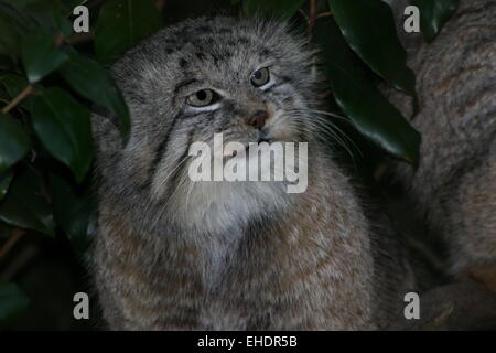 Le chat de Pallas d'Asie centrale (Otocolobus manul ou manul, Felis manul) Banque D'Images