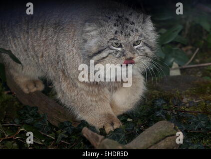 Le chat de Pallas d'Asie centrale (Otocolobus manul ou manul, Felis manul) Banque D'Images