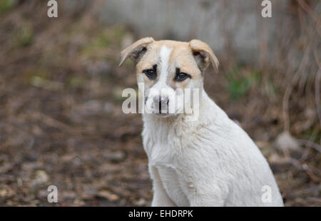 Portrait de race mixte adorable chiot errant avec visage triste. Banque D'Images