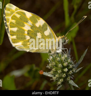 Papillon blanc(daplidise Pontia) sur l'inflorescence(Eryngium campestre) fond noir,square Banque D'Images