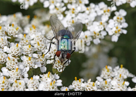 Lucilia sericata, voler l'or sur l'Achillée Banque D'Images