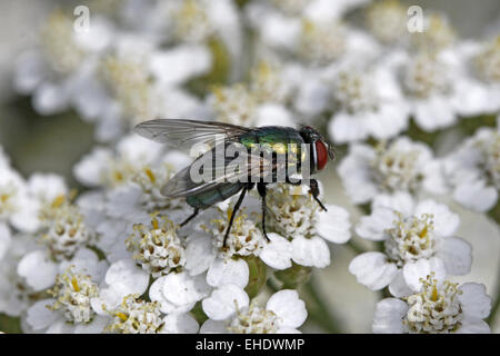 Lucilia sericata, voler l'or sur l'Achillée Banque D'Images