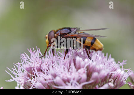 Hornet imiter hoverfly Banque D'Images