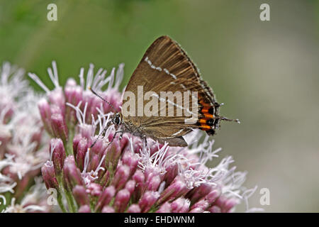 Satyrium w-album, Porte-queue de l'orme Banque D'Images