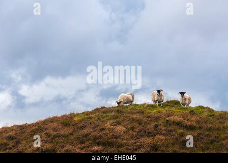 Trois Scottish Blackface brebis, Ovis aries, sur une colline recouverte de bruyère Banque D'Images