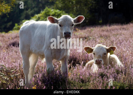 Vaches dans New Forest, Dorset, Great Britain, Europe Banque D'Images