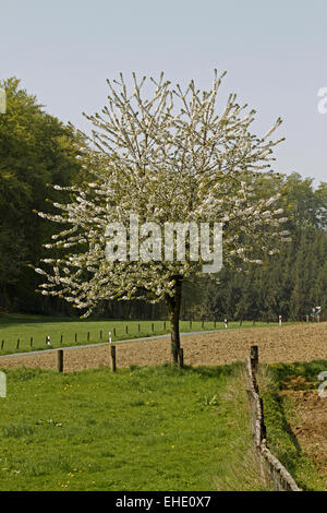 Cherry Blossom à Hagen Banque D'Images